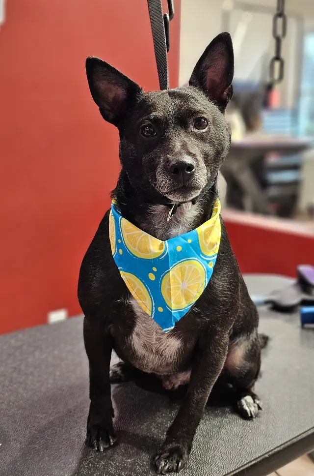 Scruffy To Fluffy Pet Spa — photo from the business 7