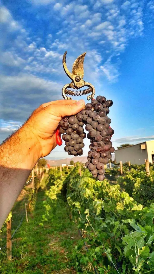 Salvatore Vineyards Tasting Room — photo from the business 5