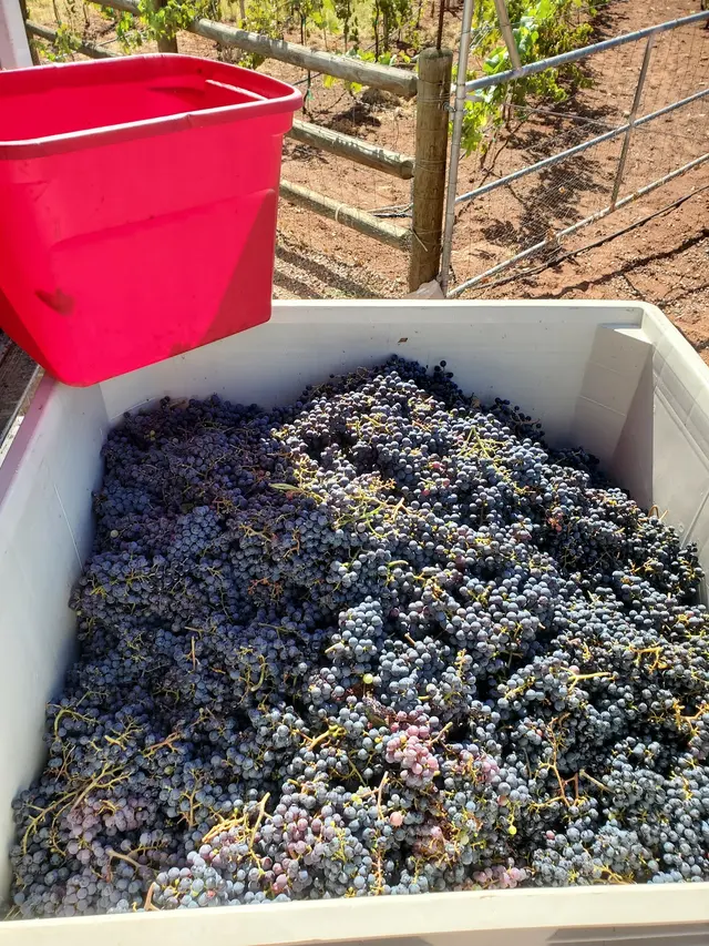 Desert Rock Winery & Distillery — photo from the business 3
