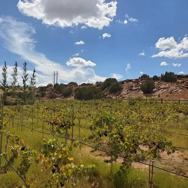 Desert Rock Winery & Distillery — photo from the business 2