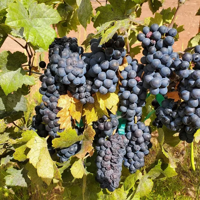 Desert Rock Winery & Distillery — photo from the business 12