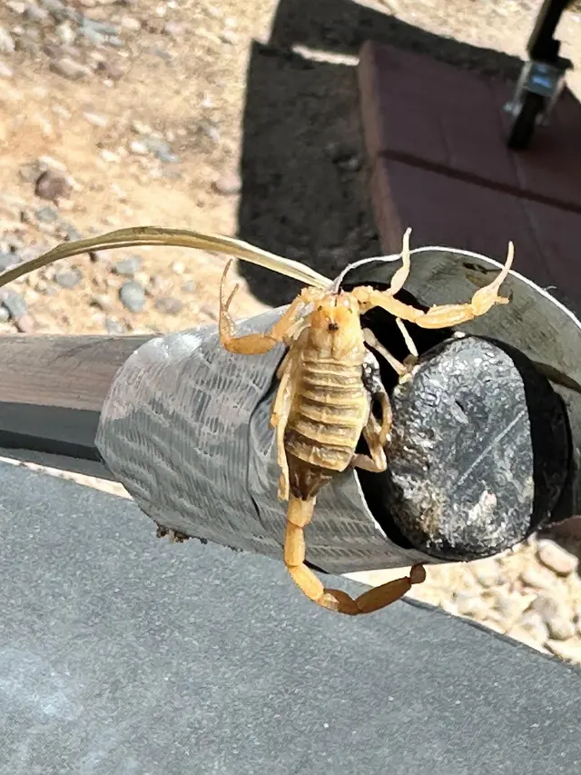 Firehouse Pest Control Services — photo from the business 1