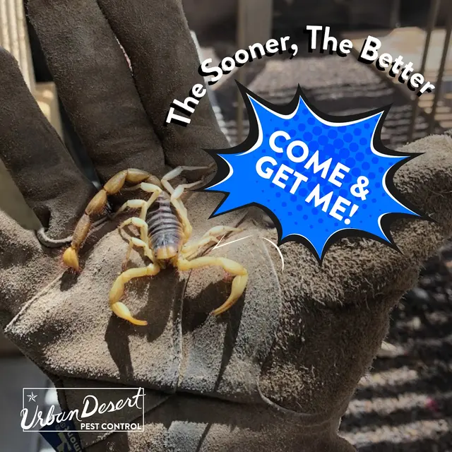 Urban Desert Pest Control — photo from the business 11