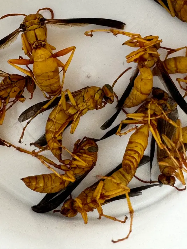 Urban Desert Pest Control — photo from the business 6