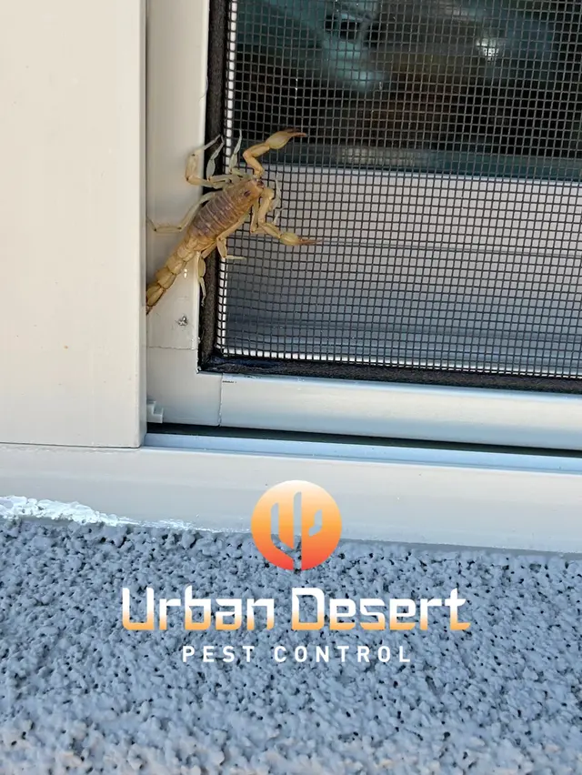 Urban Desert Pest Control — photo from the business 8