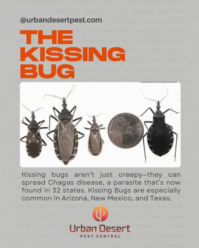 Urban Desert Pest Control — photo from the business 10