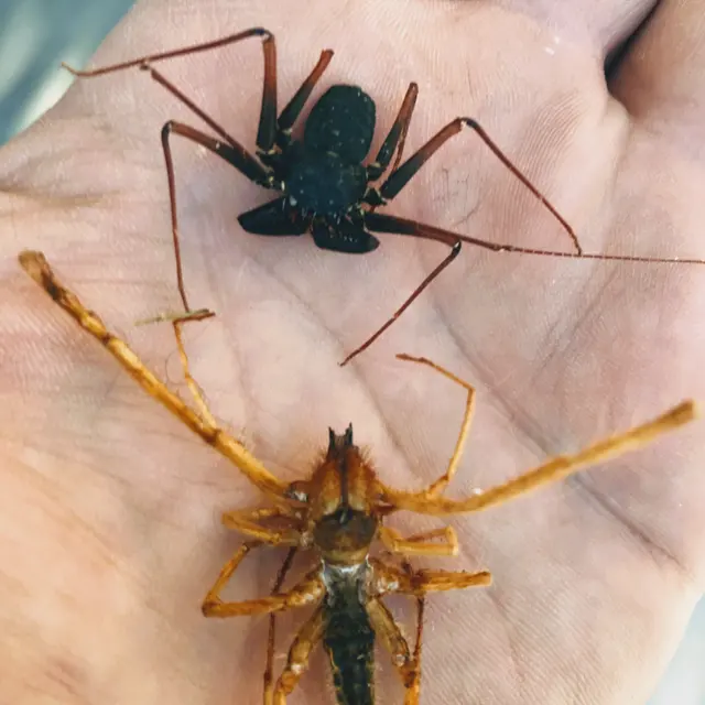 Urban Desert Pest Control — photo from the business 5