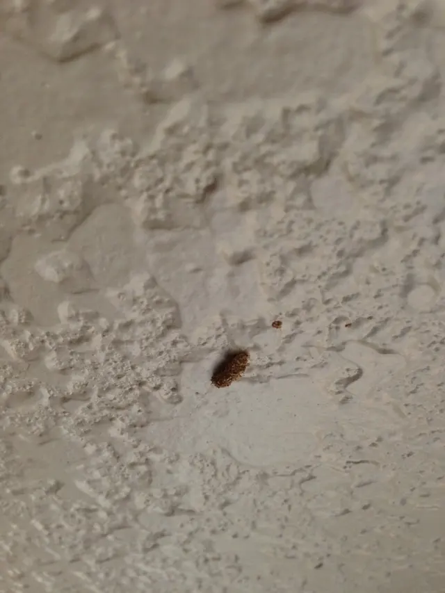 CAPE Pest Control — photo from the business 6