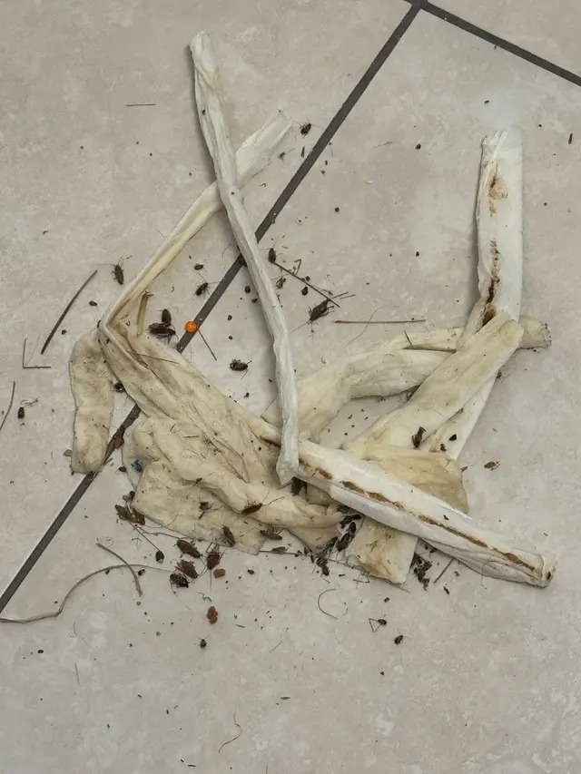 V Pest Control — customer photo 1