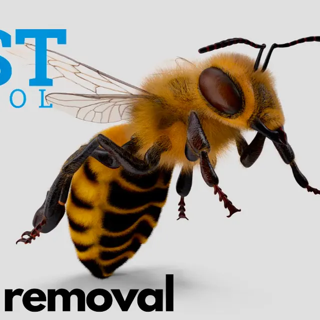 V Pest Control — photo from the business 2