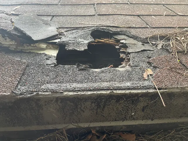 New Era Natural Pest Control — customer photo 12