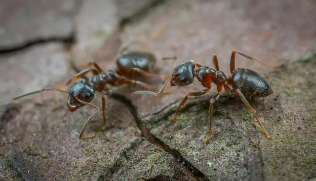 Dade Pest Solutions — photo from the business 2