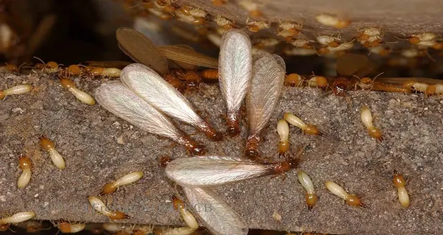 Shield Pest Control Inc. — photo from the business 8