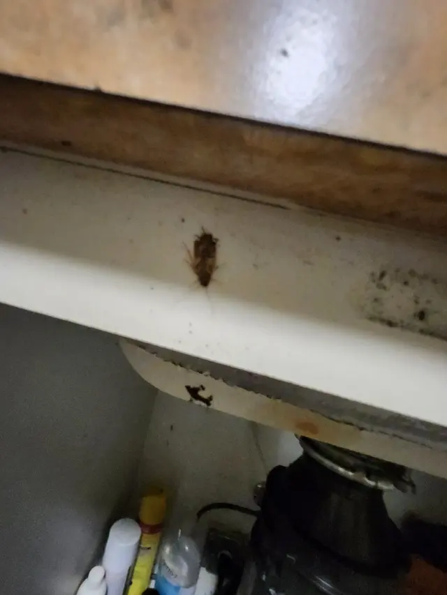 Green Titan Pest Management — photo from the business 4