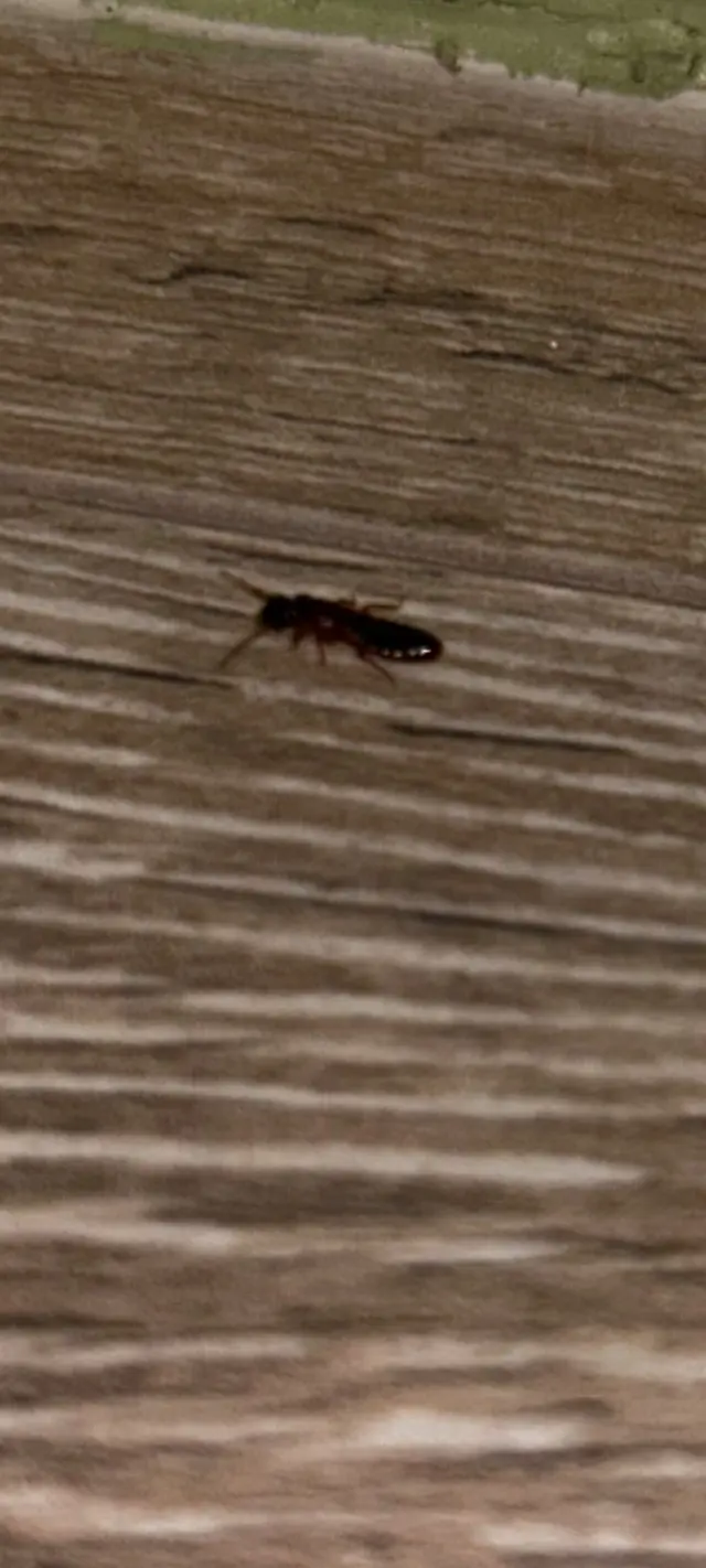 The Termite Guys — photo from the business 11