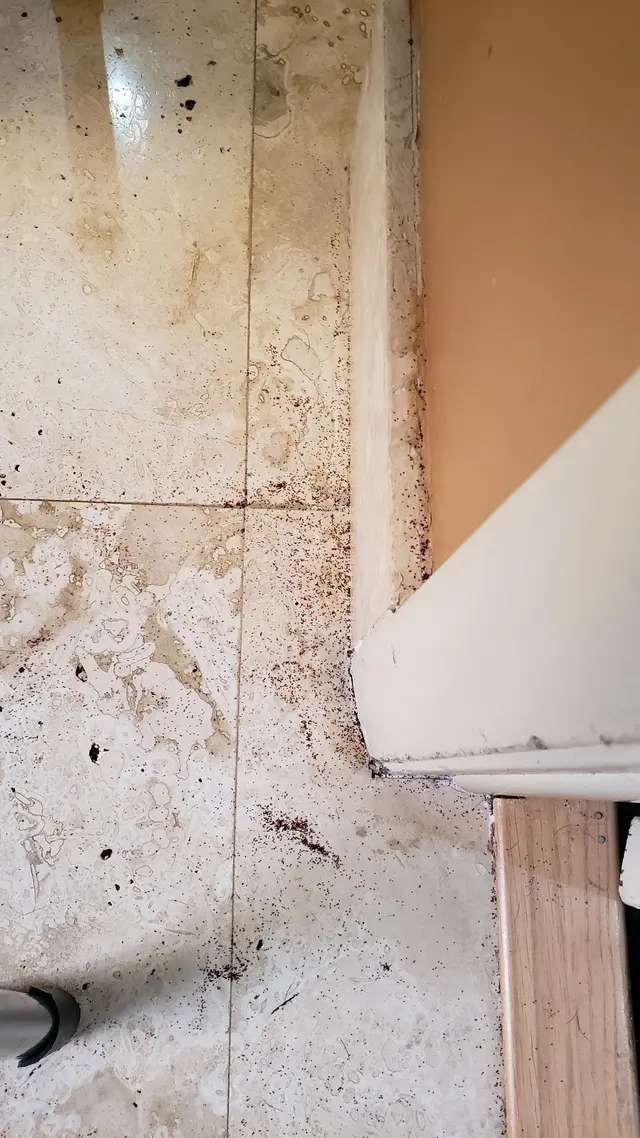 The Termite Guys — customer photo 9