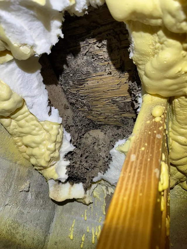 The Termite Guys — photo from the business 4