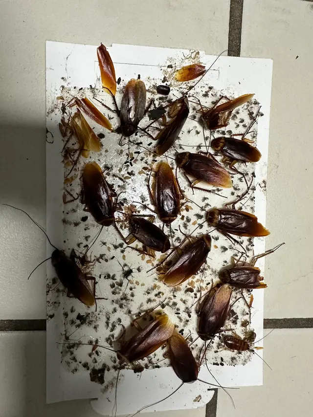 NaturePest Holistic Pest Control — photo from the business 8
