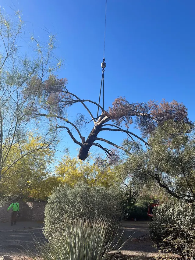 Top Notch Tree Service LLC — customer photo 2