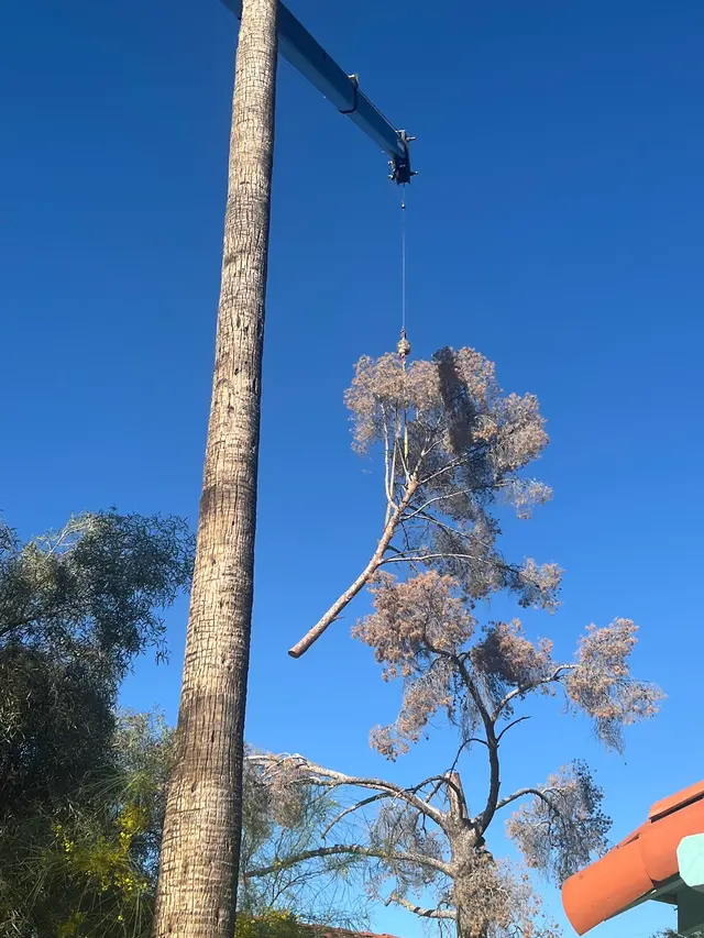 Top Notch Tree Service LLC — customer photo 7