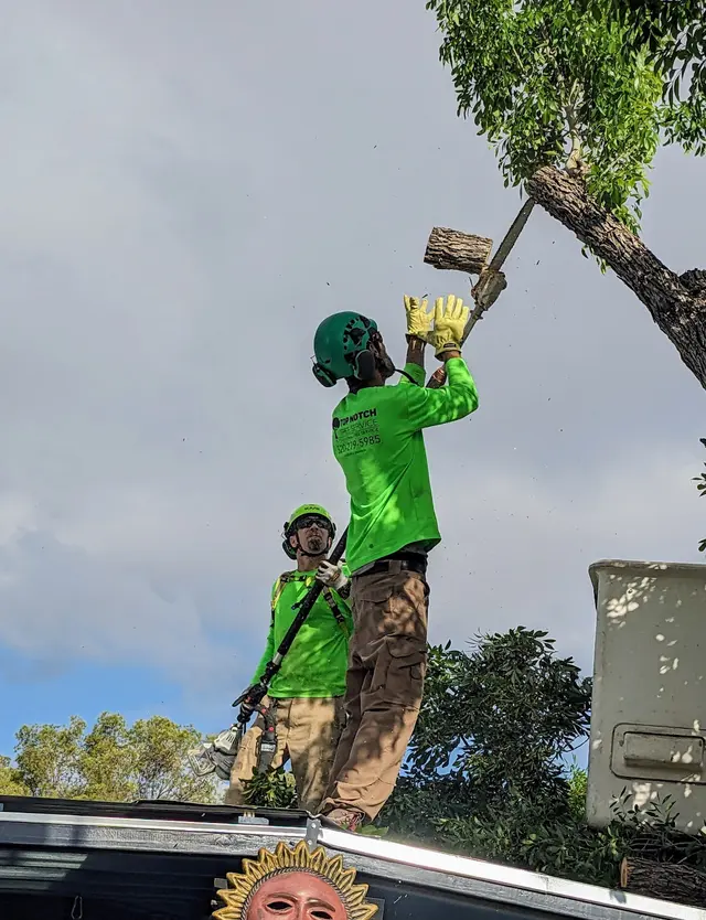 Top Notch Tree Service LLC — customer photo 6