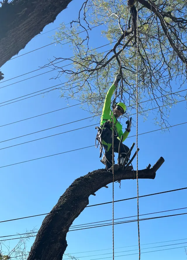 Top Notch Tree Service LLC — photo from the business 1