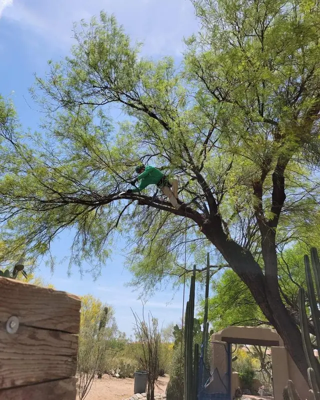 Top Notch Tree Service LLC — photo from the business 10
