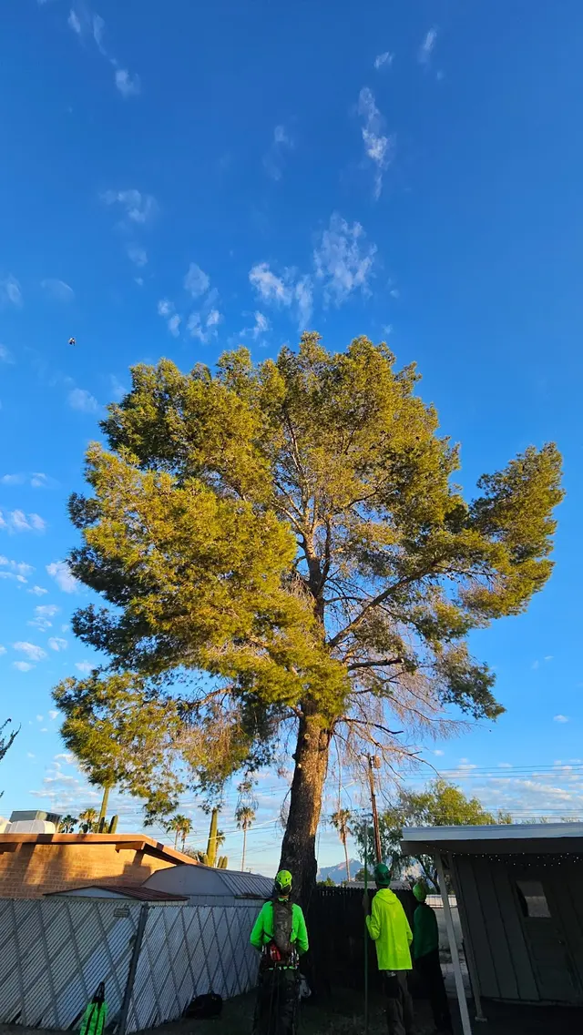 Top Notch Tree Service LLC — customer photo 5