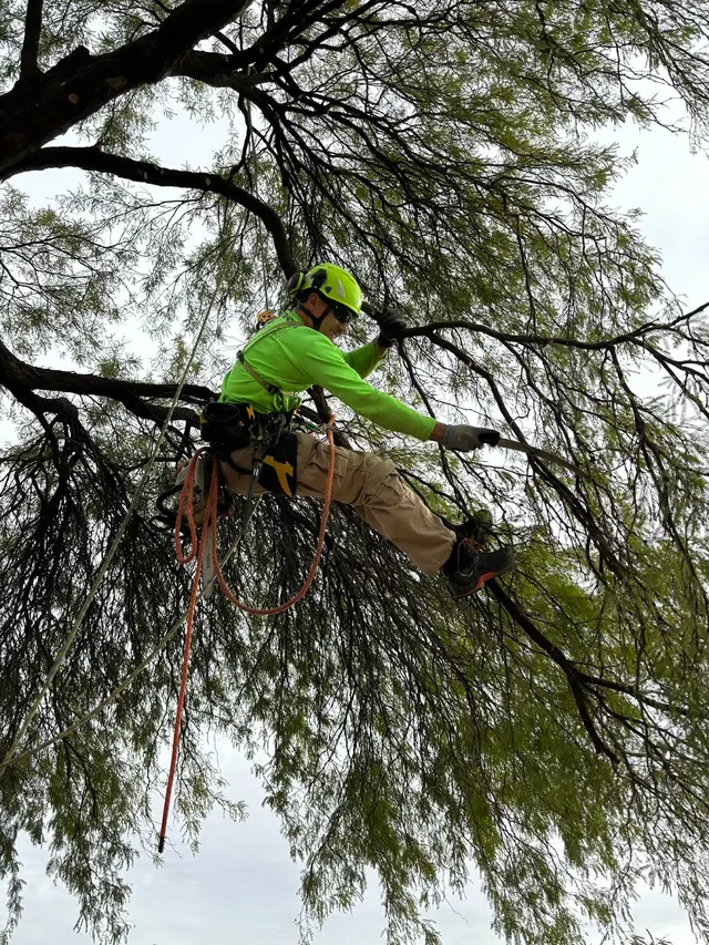 Top Notch Tree Service LLC — photo from the business 11