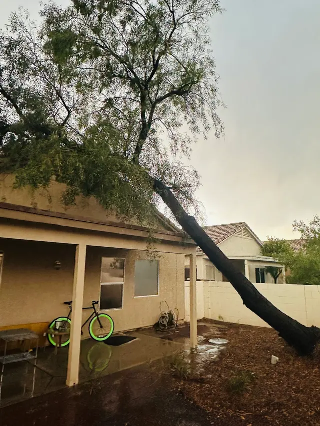 TC Tree Service LLC — customer photo 12
