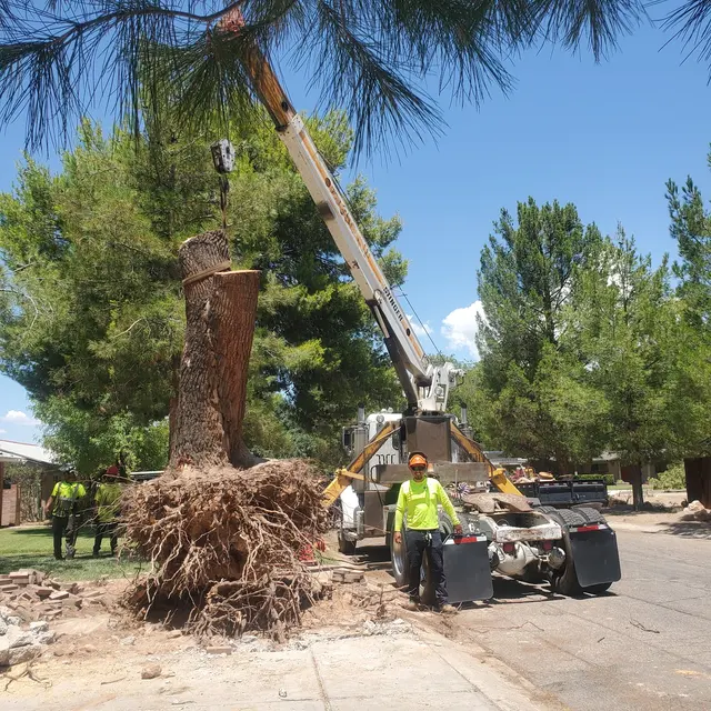TC Tree Service LLC — photo from the business 8