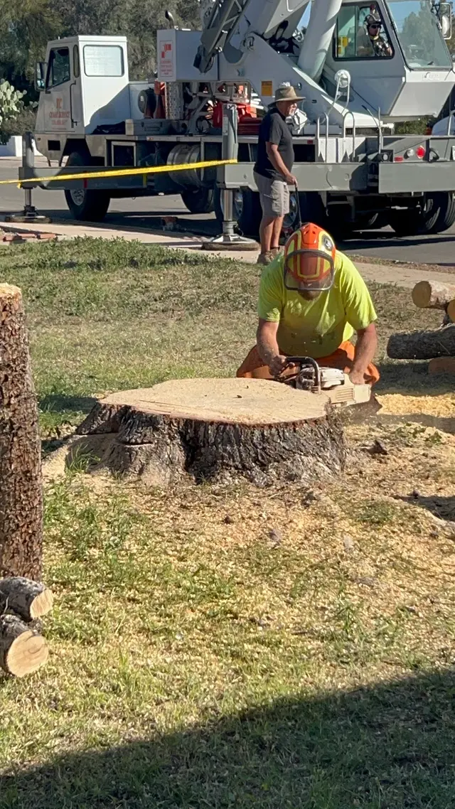 TC Tree Service LLC — customer photo 11