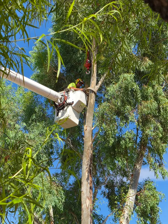 TC Tree Service LLC — customer photo 9