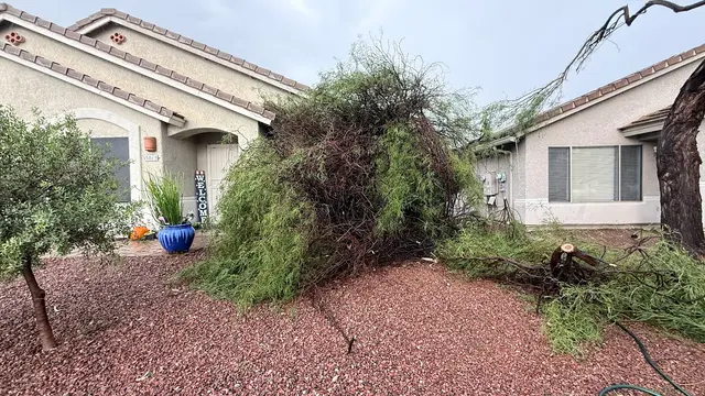 TC Tree Service LLC — customer photo 10