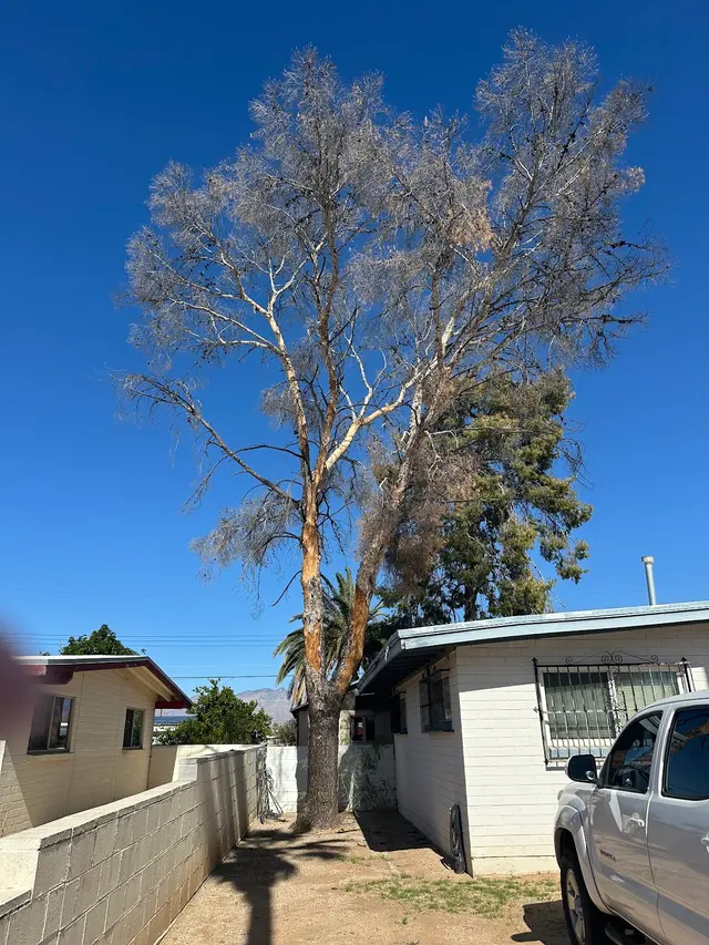 TC Tree Service LLC — customer photo 7