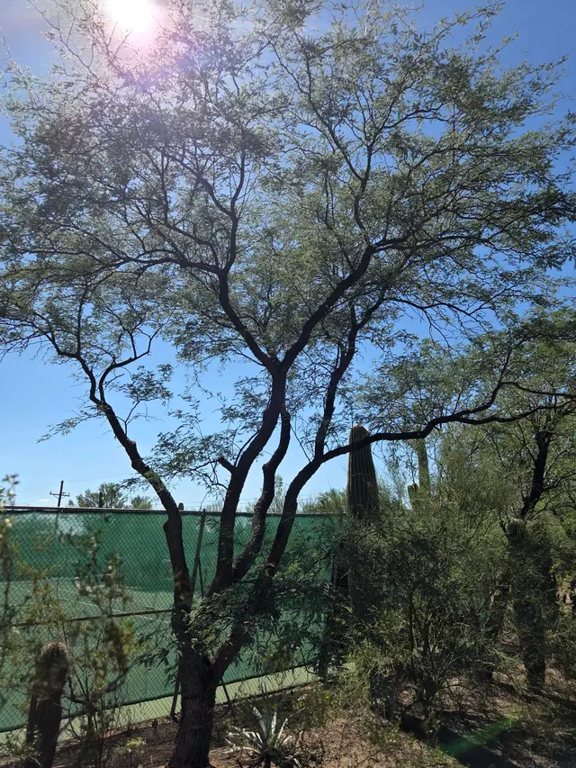 TC Tree Service LLC — photo from the business 5