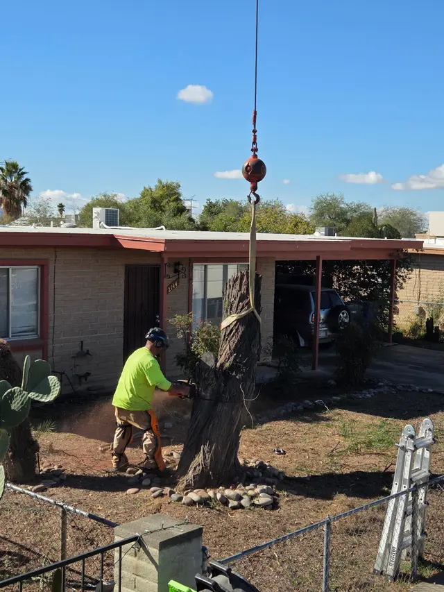 TC Tree Service LLC — photo from the business 4