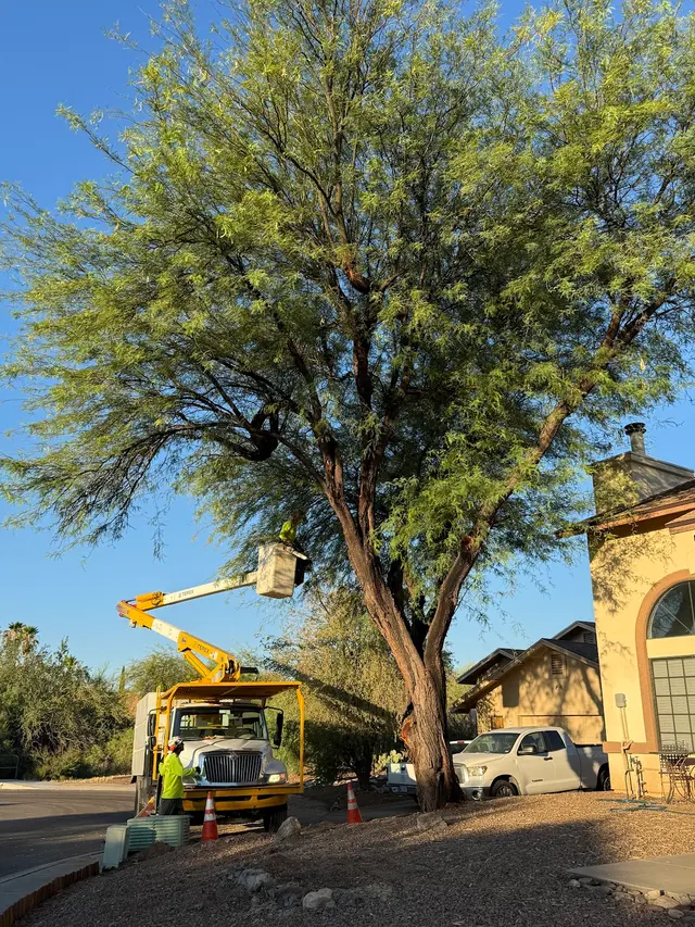 Highrise Tree Service Tucson, Tree Removal, Tree Trimming, Stump Grinding, Palm Tree Trimming — customer photo 4