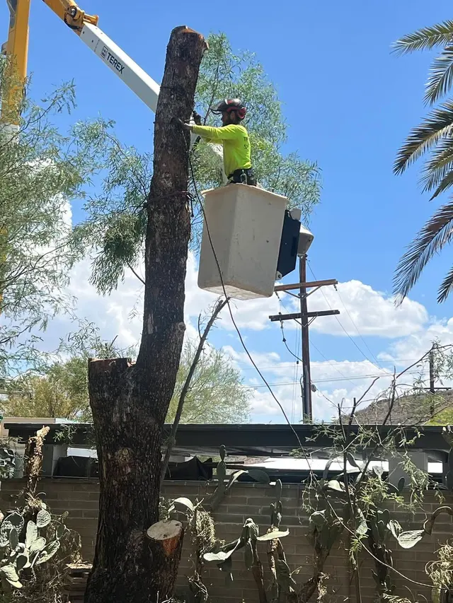 Highrise Tree Service Tucson, Tree Removal, Tree Trimming, Stump Grinding, Palm Tree Trimming — photo from the business 3