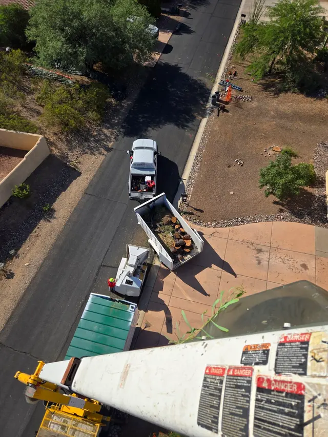 Highrise Tree Service Tucson, Tree Removal, Tree Trimming, Stump Grinding, Palm Tree Trimming — photo from the business 10