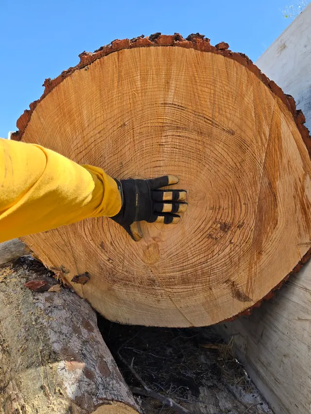 Highrise Tree Service Tucson, Tree Removal, Tree Trimming, Stump Grinding, Palm Tree Trimming — photo from the business 11