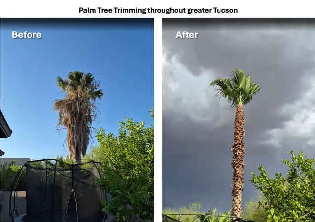 Highrise Tree Service Tucson, Tree Removal, Tree Trimming, Stump Grinding, Palm Tree Trimming — photo from the business 8