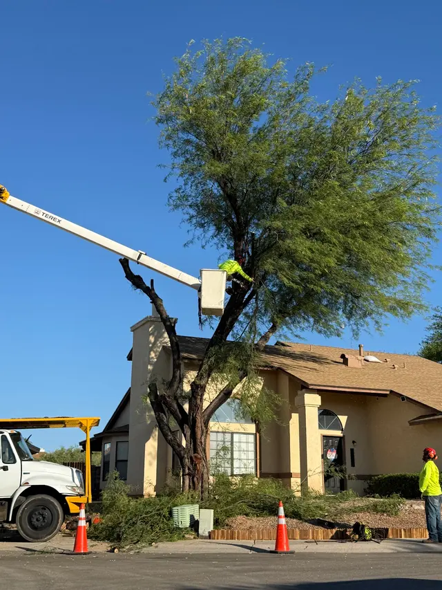 Highrise Tree Service Tucson, Tree Removal, Tree Trimming, Stump Grinding, Palm Tree Trimming — customer photo 7