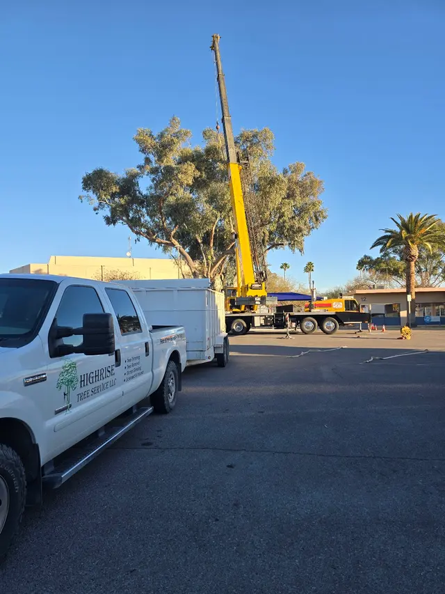 Highrise Tree Service Tucson, Tree Removal, Tree Trimming, Stump Grinding, Palm Tree Trimming — photo from the business 5