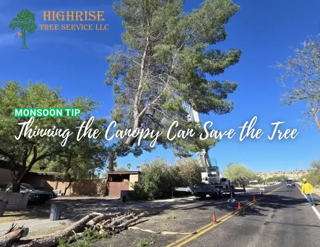 Highrise Tree Service Tucson, Tree Removal, Tree Trimming, Stump Grinding, Palm Tree Trimming — photo from the business 6