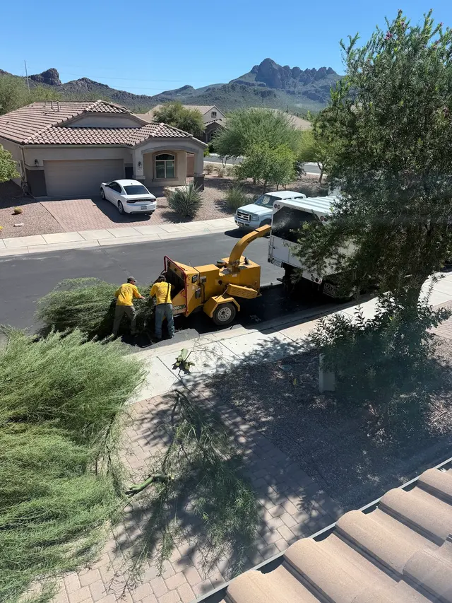 Customer photo of work by Highrise Tree Service Tucson, Tree Removal, Tree Trimming, Stump Grinding, Palm Tree Trimming, from Jenny Berry's review