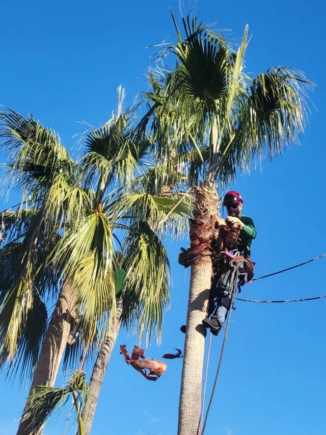 Finest Tree Service — photo from the business 12