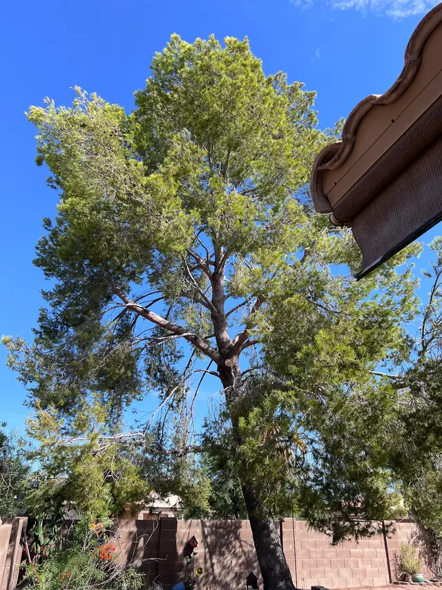 Finest Tree Service — customer photo 8