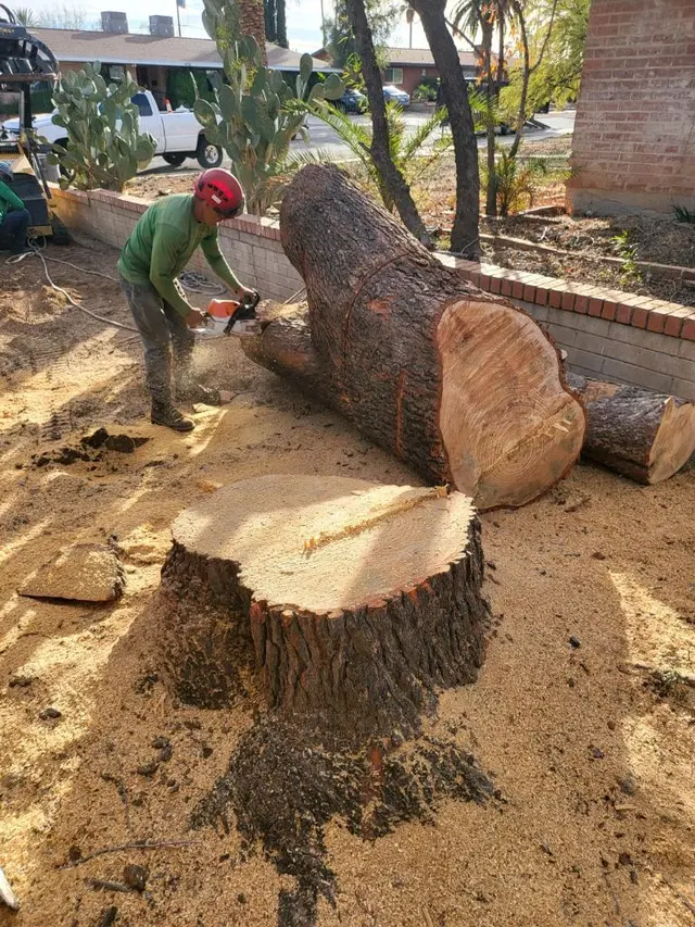 Finest Tree Service — photo from the business 6