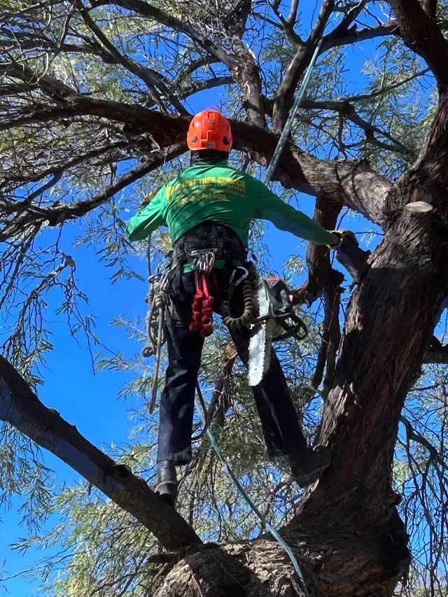 Finest Tree Service — customer photo 10